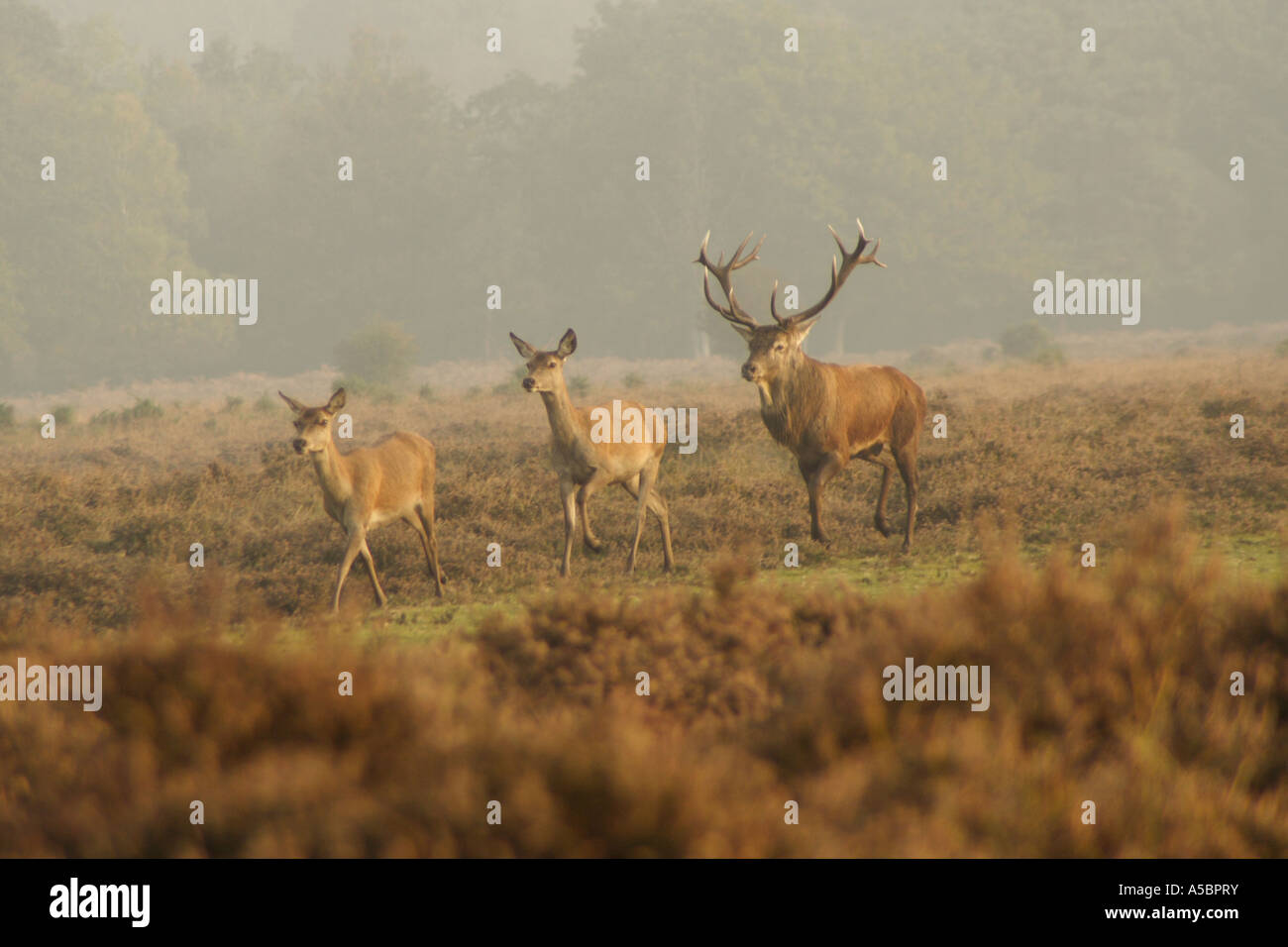 Rotwild und Landschaft Blick auf New Forest in der Nähe von Ober Ecke, Brockenhurst Stockfoto