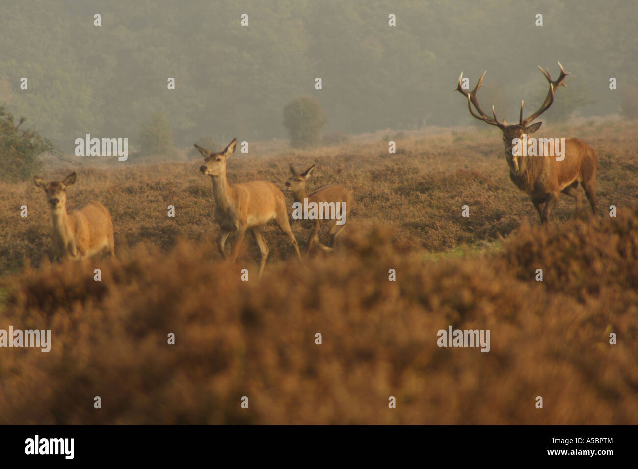 Rotwild und Landschaft Blick auf New Forest in der Nähe von Ober Ecke, Brockenhurst Stockfoto