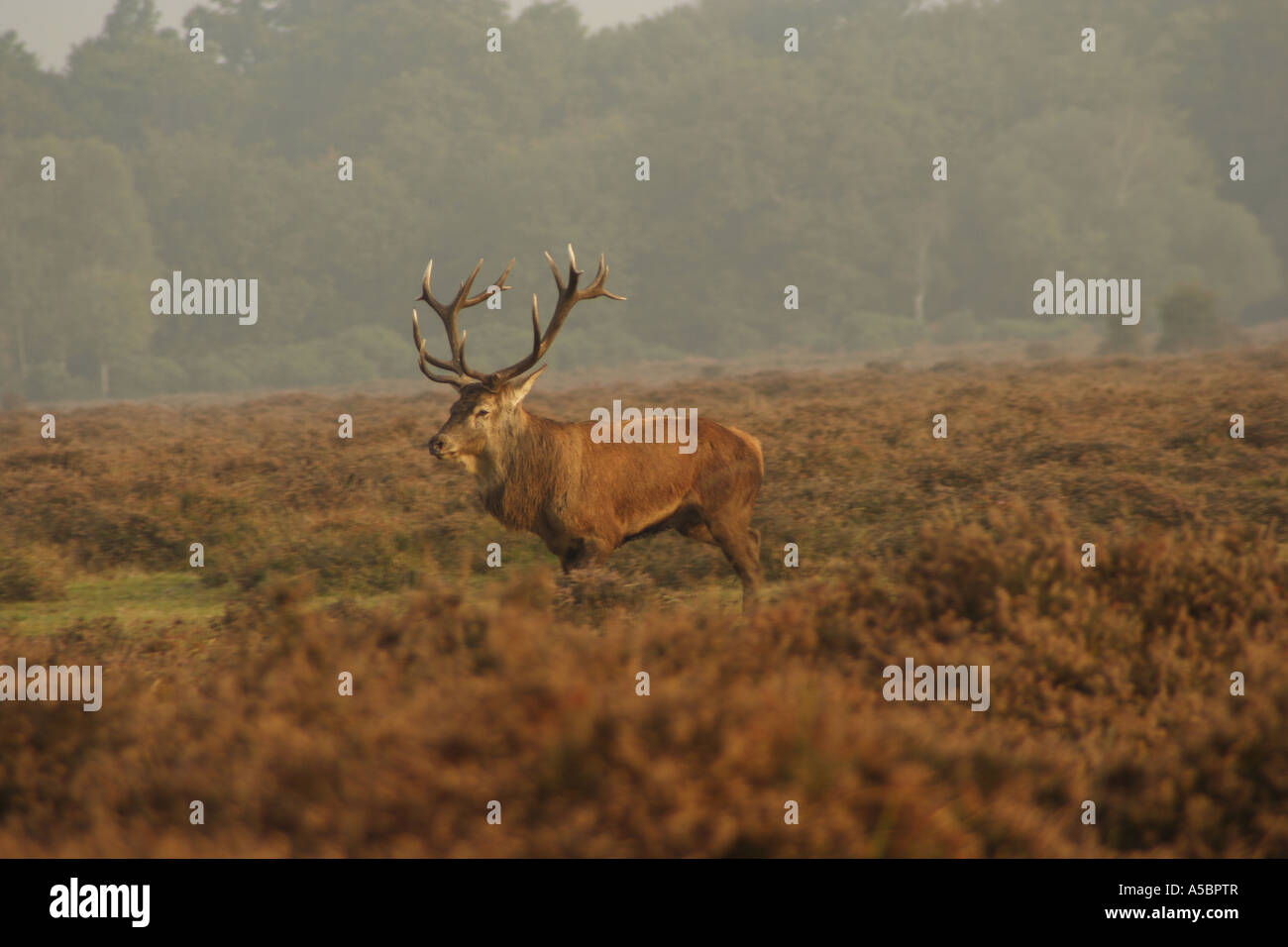 Rotwild und Landschaft Blick auf New Forest in der Nähe von Ober Ecke, Brockenhurst Stockfoto