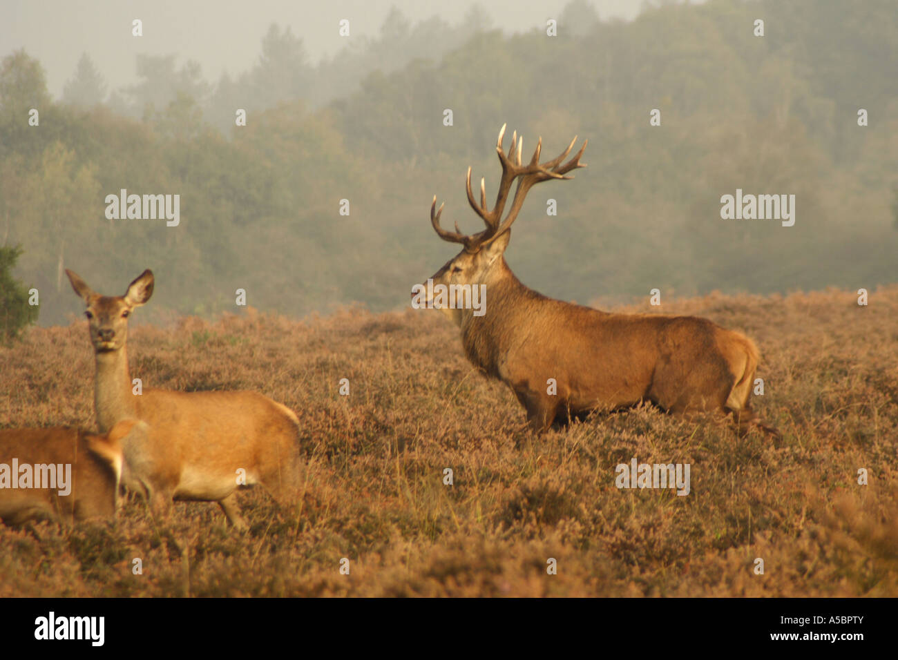 Rotwild und Landschaft Blick auf New Forest in der Nähe von Ober Ecke, Brockenhurst Stockfoto