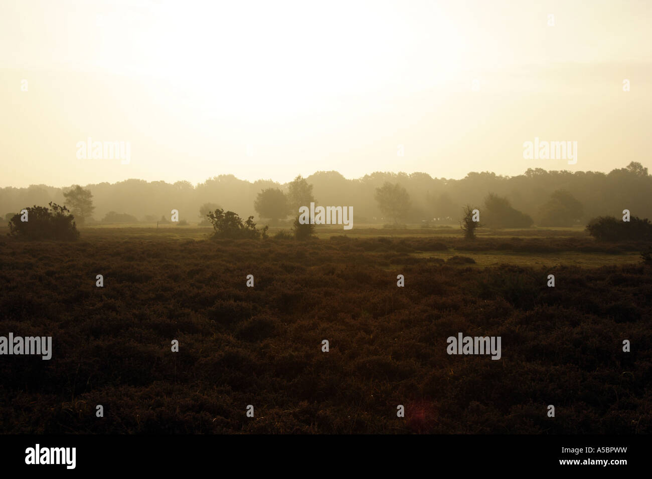 Landschaftsansicht New Forest in der Nähe von Ober Ecke, Brockenhurst Stockfoto