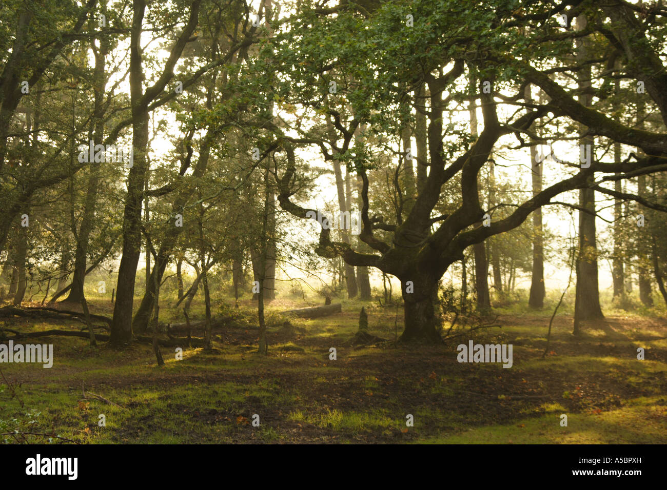 Landschaftsansicht New Forest in der Nähe von Ober Ecke, Brockenhurst Stockfoto