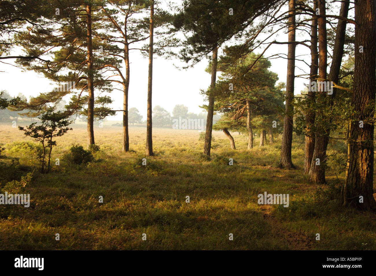 Landschaftsansicht New Forest in der Nähe von Ober Ecke, Brockenhurst Stockfoto