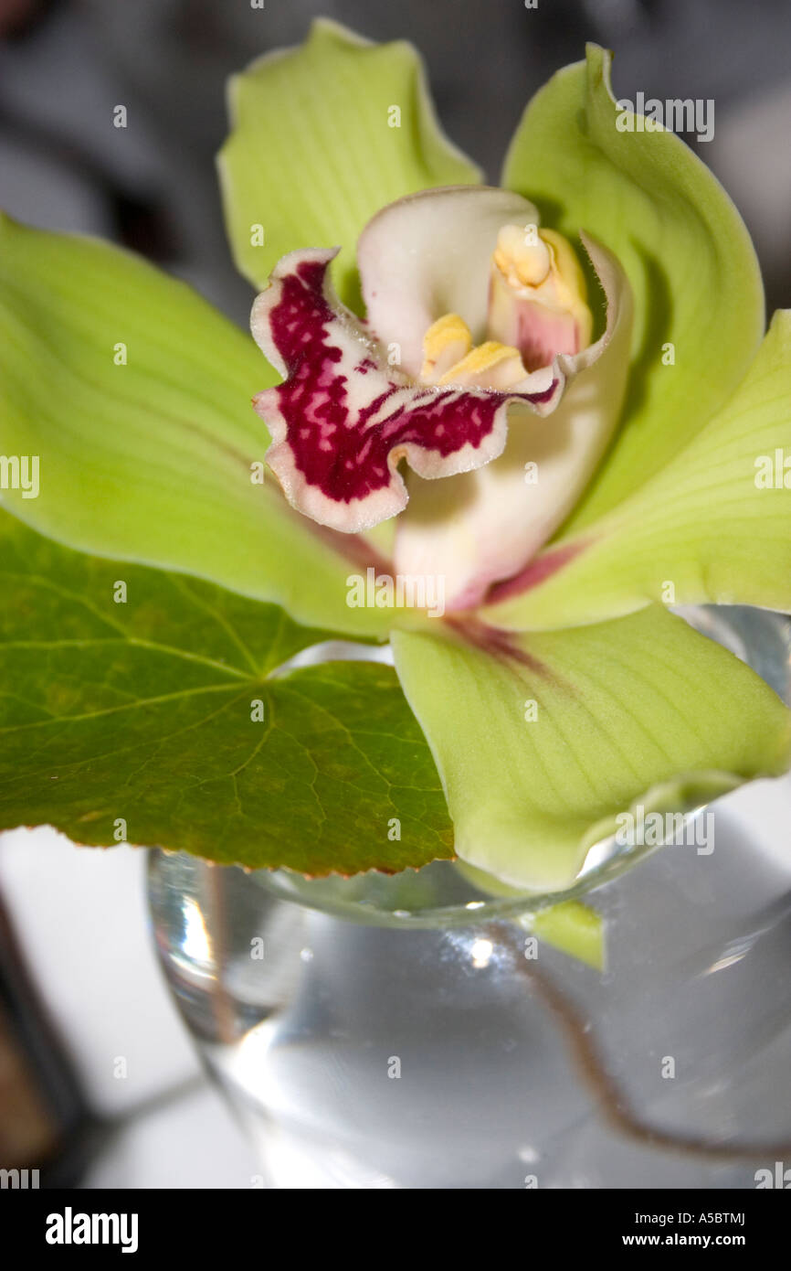 Orchidee im Science Museum ausgestellt. St Paul Minnesota USA Stockfoto