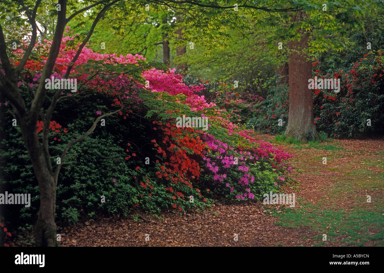 Weg mit Rhododendron-Büsche in Blüte Stockfoto