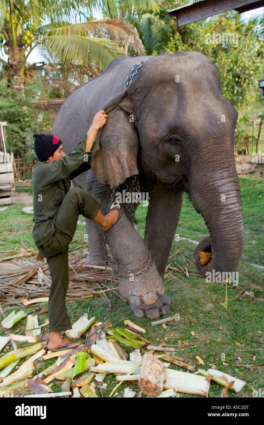 Elefant-Handler Montage ein Elefant Hongsa Laos Stockfoto