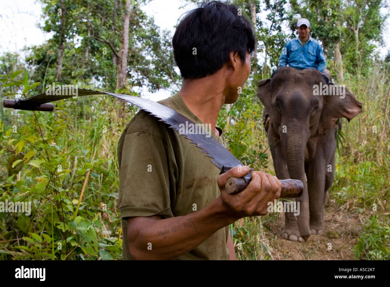 Holzfäller trägt zwei Mann sah Elefanten für das Schleppen der Hongsa Laos Stockfoto