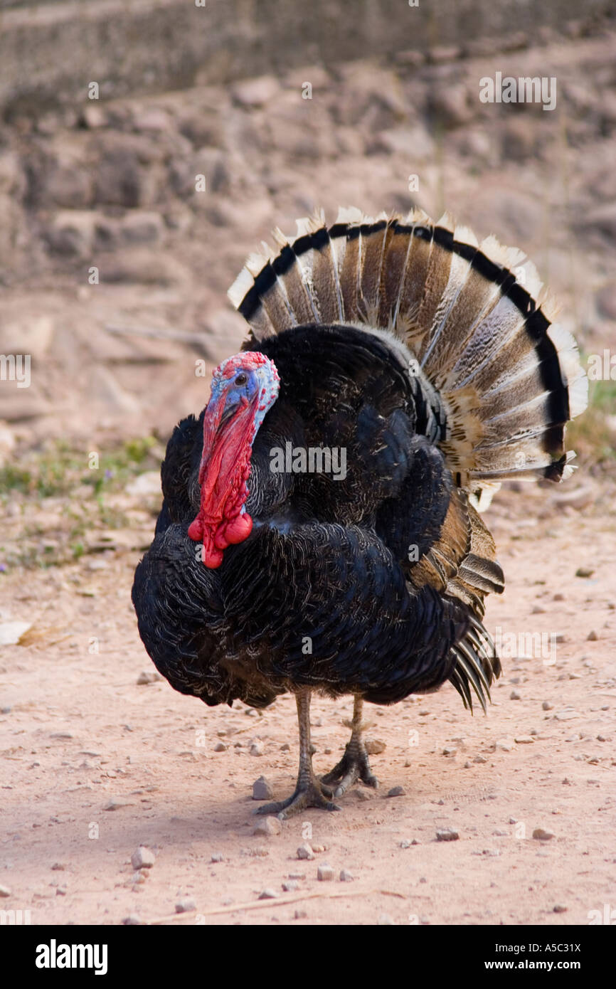 Männliche Türkei mit Tailfeathers Verbreitung Vogel Stockfoto