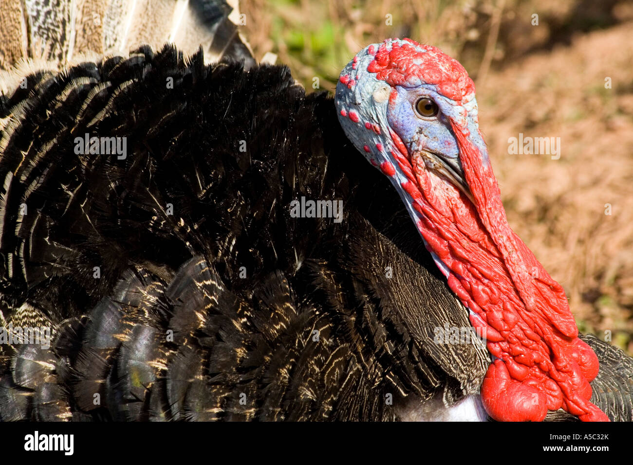Closeup männlichen Türkei Vogel Stockfoto