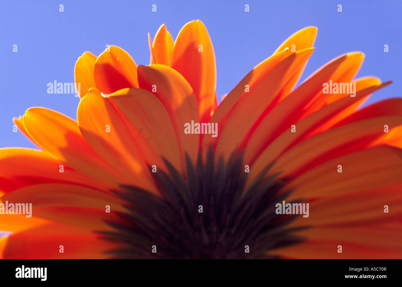 Orange Gerbera Blume vor blauem Himmel Stockfoto