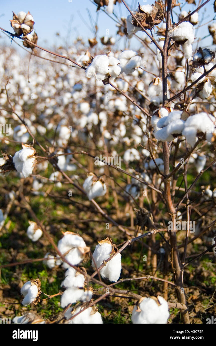 Baumwoll-Felder in Arkansas AR USA Stockfoto