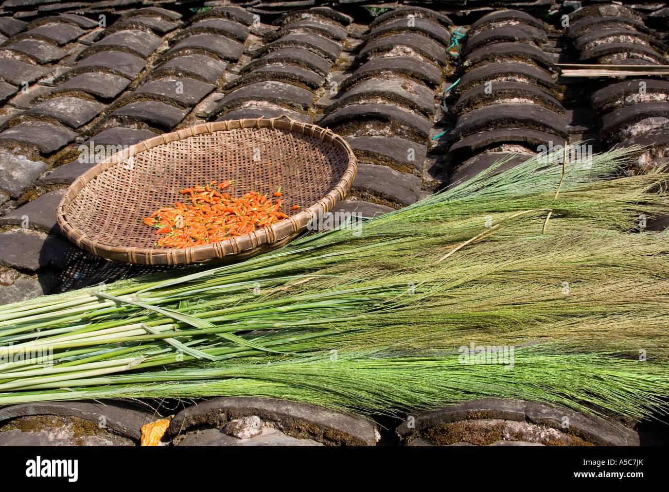 Chili und Cogon Grases für Besen Trocknung auf eine Fliese Dach Yaoqu China Stockfoto