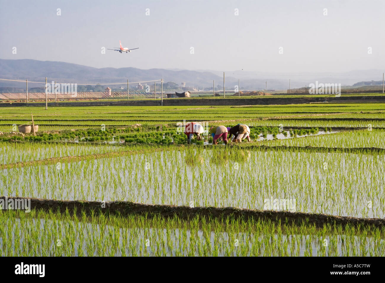 Flugzeug Landung hinter chinesischen Bauern Pflanzen Reis in Felder Jinghong China Stockfoto