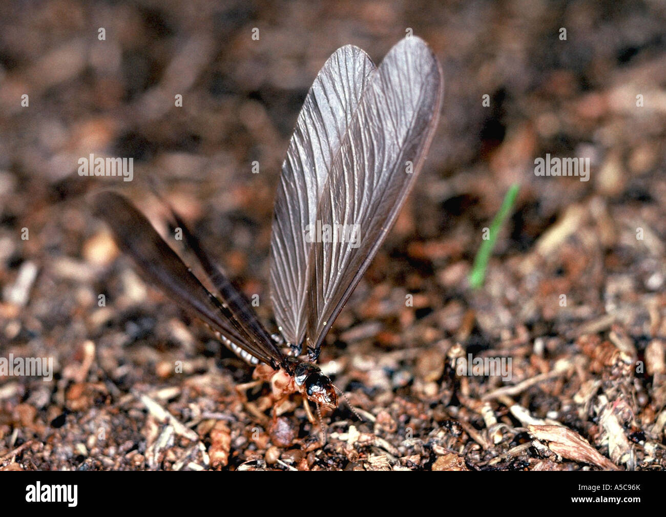 Termite alate Macrotermes spp. Stockfoto