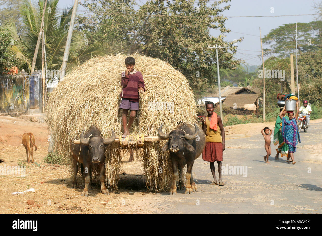 Indische Junge fahren einen Ochsenkarren mit einer schweren Last Heu entlang einer Straße in Orissa, Indien. Stockfoto