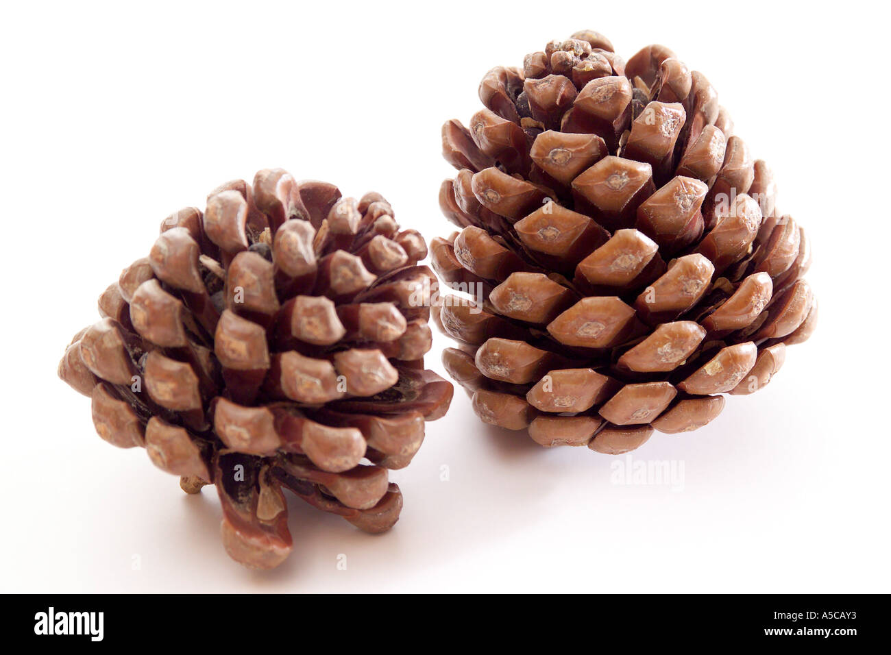 Tannenzapfen Stockfoto