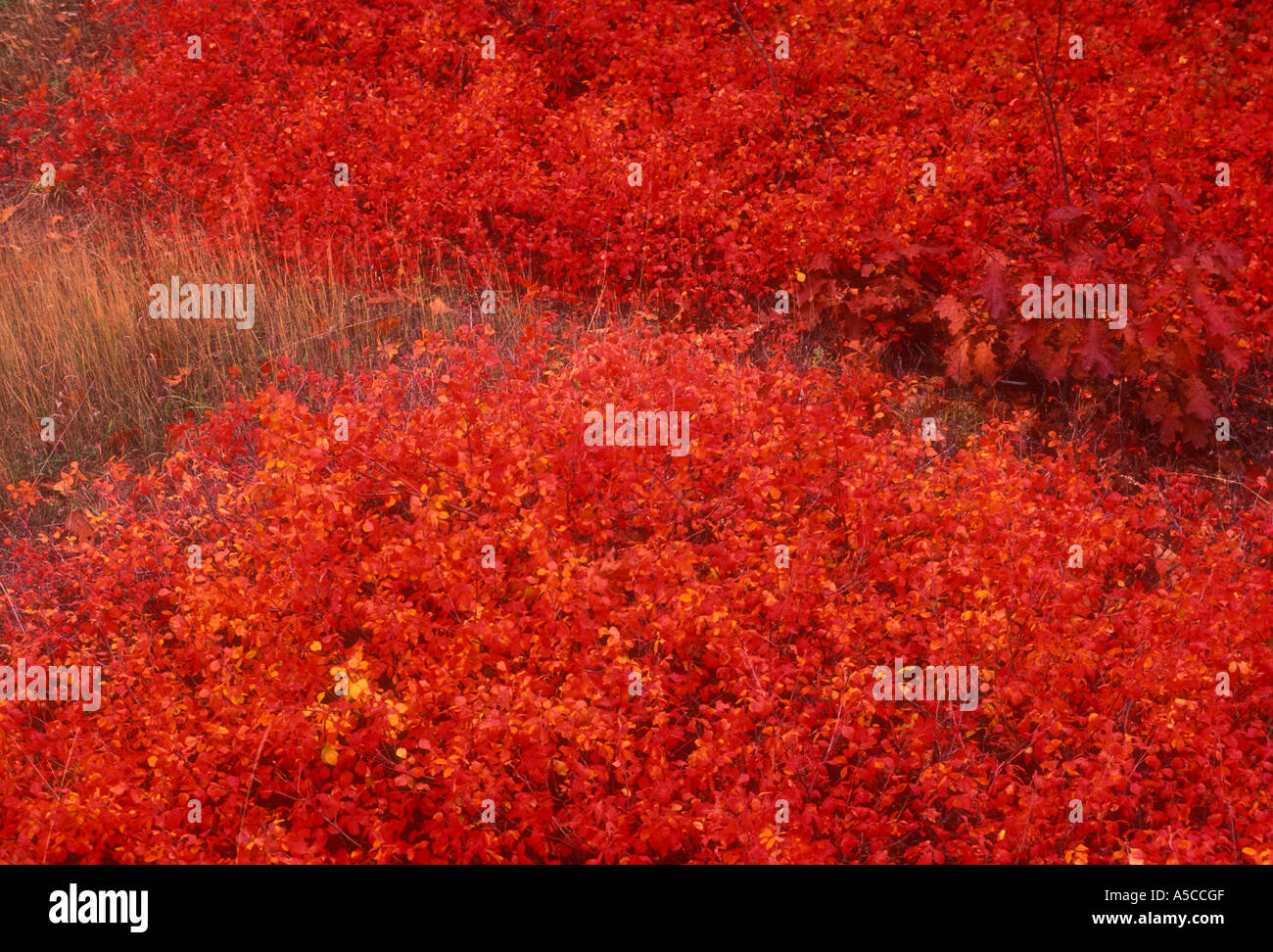 Duftende sumac (Rhus aromatica) am Straßenrand Strauch im Herbst Farbe, mit Gräsern, Cheboygan, Michigan, USA Stockfoto Duftende sumac (Rhus aromatica) am Straßenrand Strauch im Herbst Farbe, mit Gräsern, Cheboygan, Michigan, USA Stockfoto
