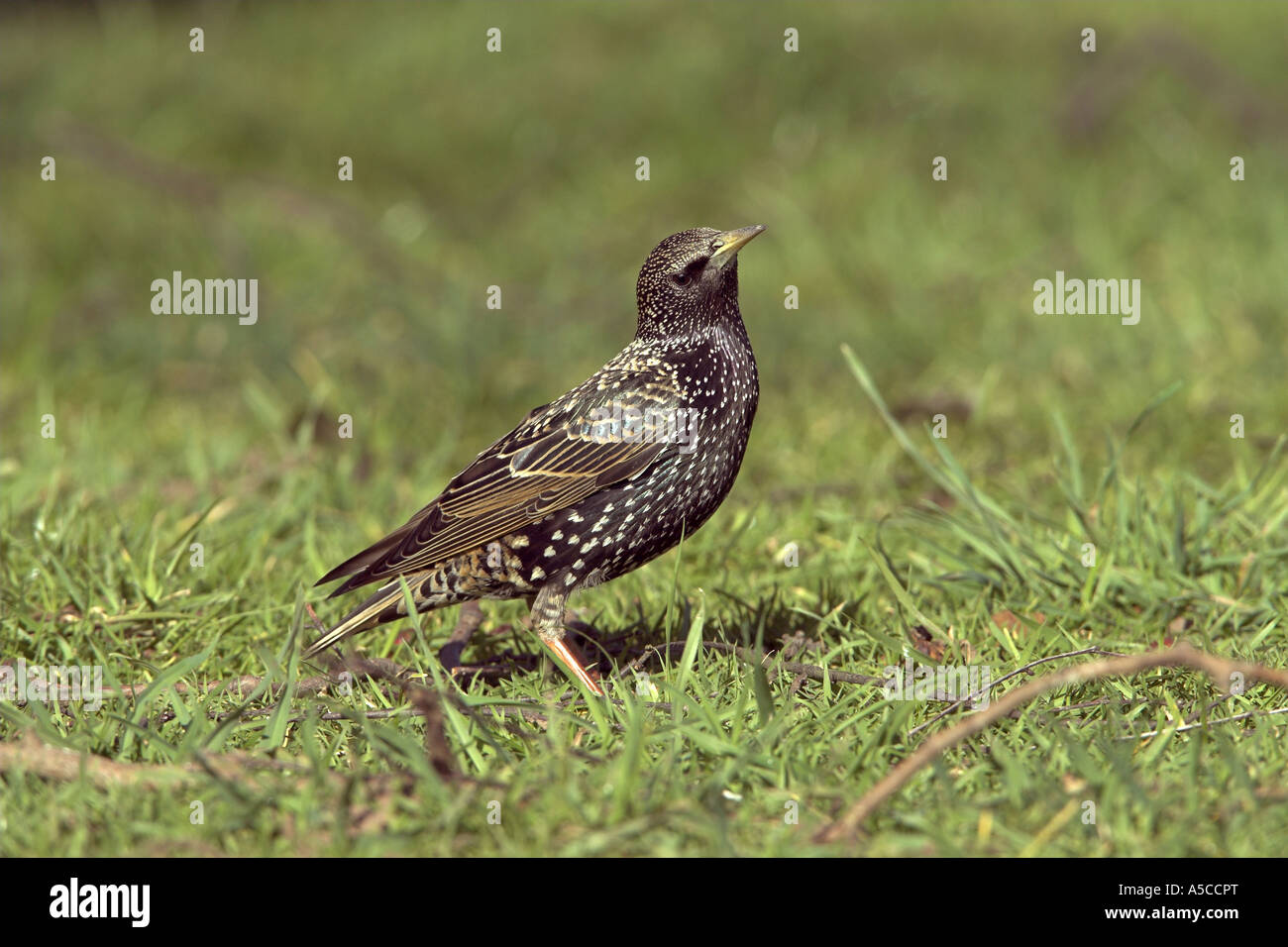 Gemeinsamen Starling Sturnus Vulgaris Erwachsener auf dem Boden, Todwick, South Yorkshire, England Stockfoto