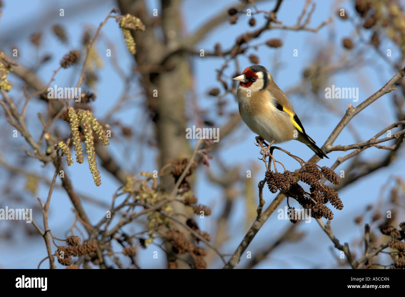Eurasische Stieglitz Zuchtjahr Zuchtjahr Männchen thront in einer Erle Baum, Todwick, South Yorkshire, England Stockfoto