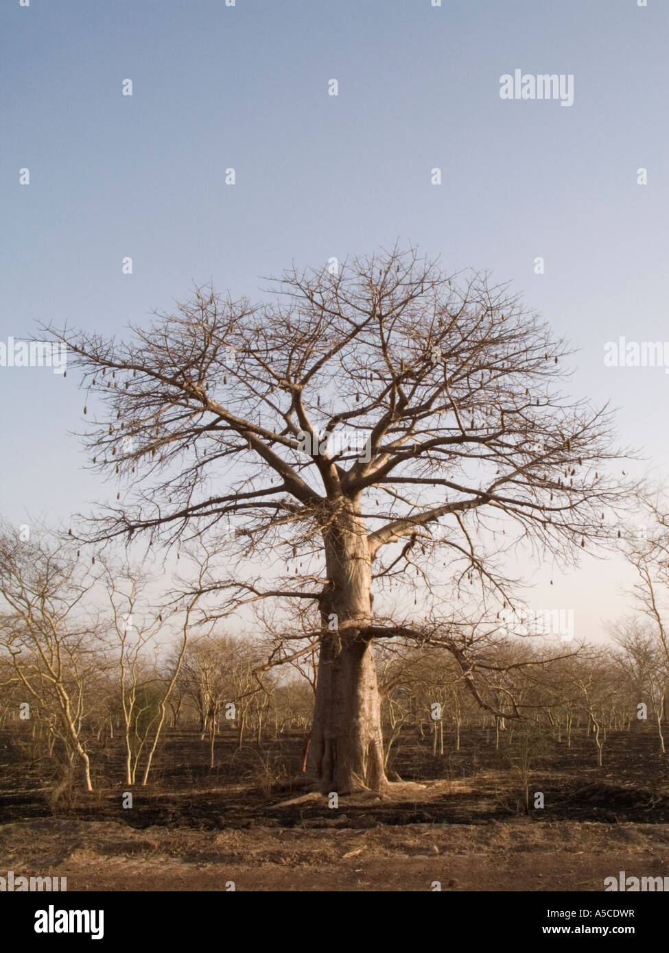 Baobab-Baum, Mali "Westafrika" Stockfoto