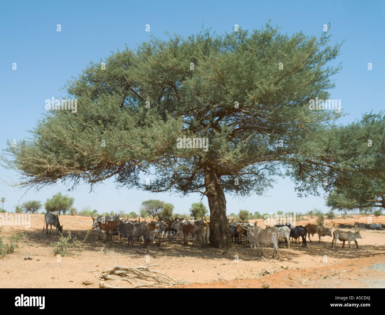 Vieh Zuflucht im Schatten des Baumes.  Mali, Westafrika Stockfoto