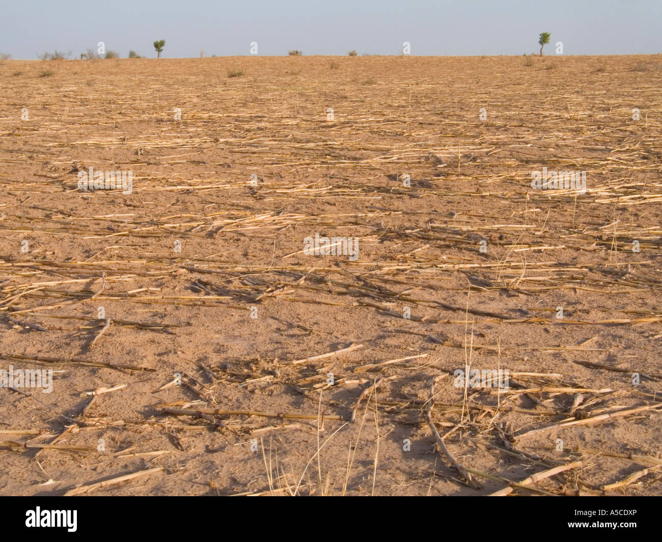 Trockene Felder von Maisstroh in Mali, "Westafrika" Stockfoto