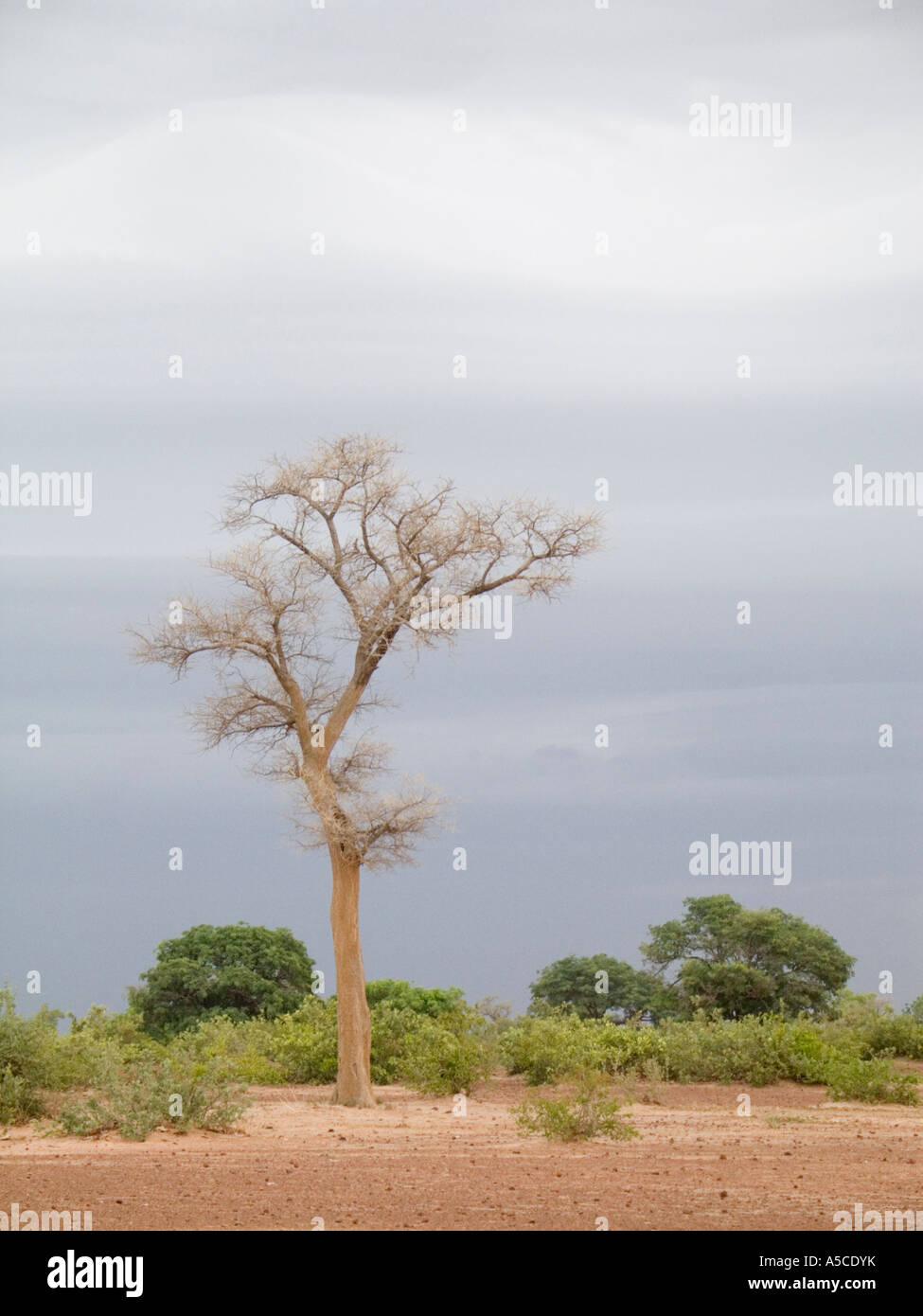Baum, grauen Himmel nahe Fluss Niger Mali "Westafrika" Stockfoto