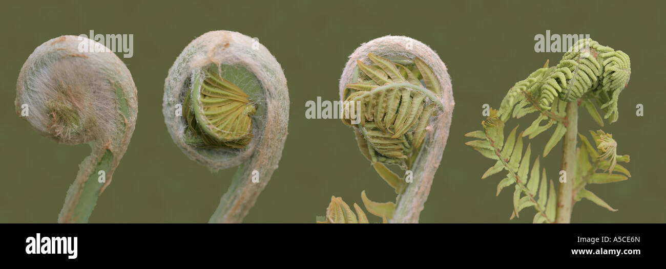 Ein jungen Farn glättet Blatt platzen Farne Stockfoto