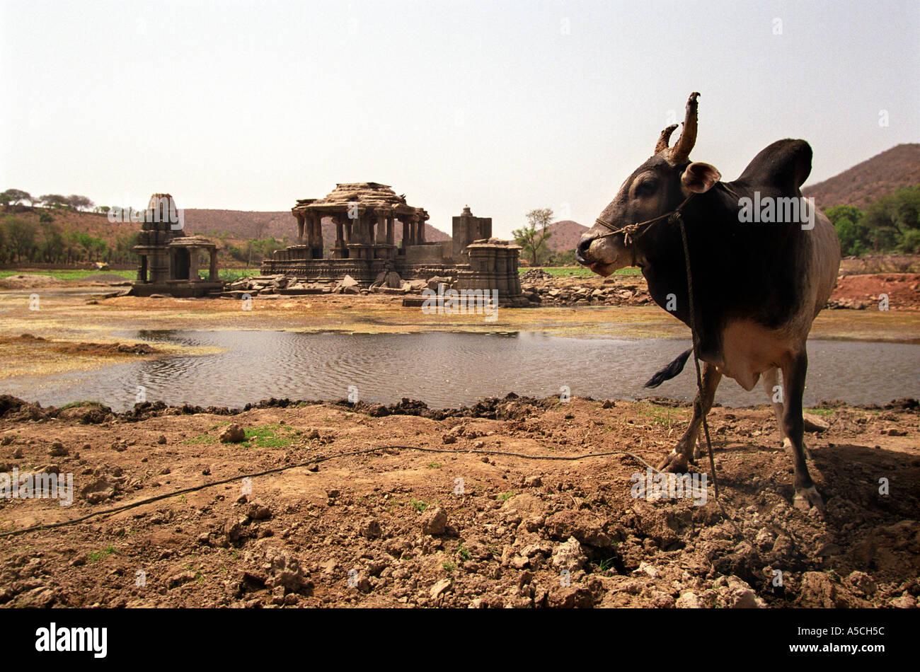 Rinder in der Nähe von einem trockenen Seetempel am Stadtrand von Jaipur Rajasthan Indien Stockfoto
