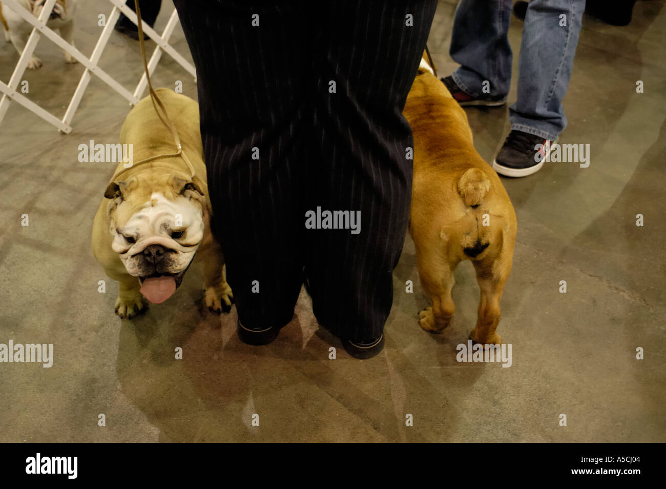 zwei englische Bulldoggen mit ihrem Besitzer auf der Detroit Kennel Club Dog Show 2005 Stockfoto