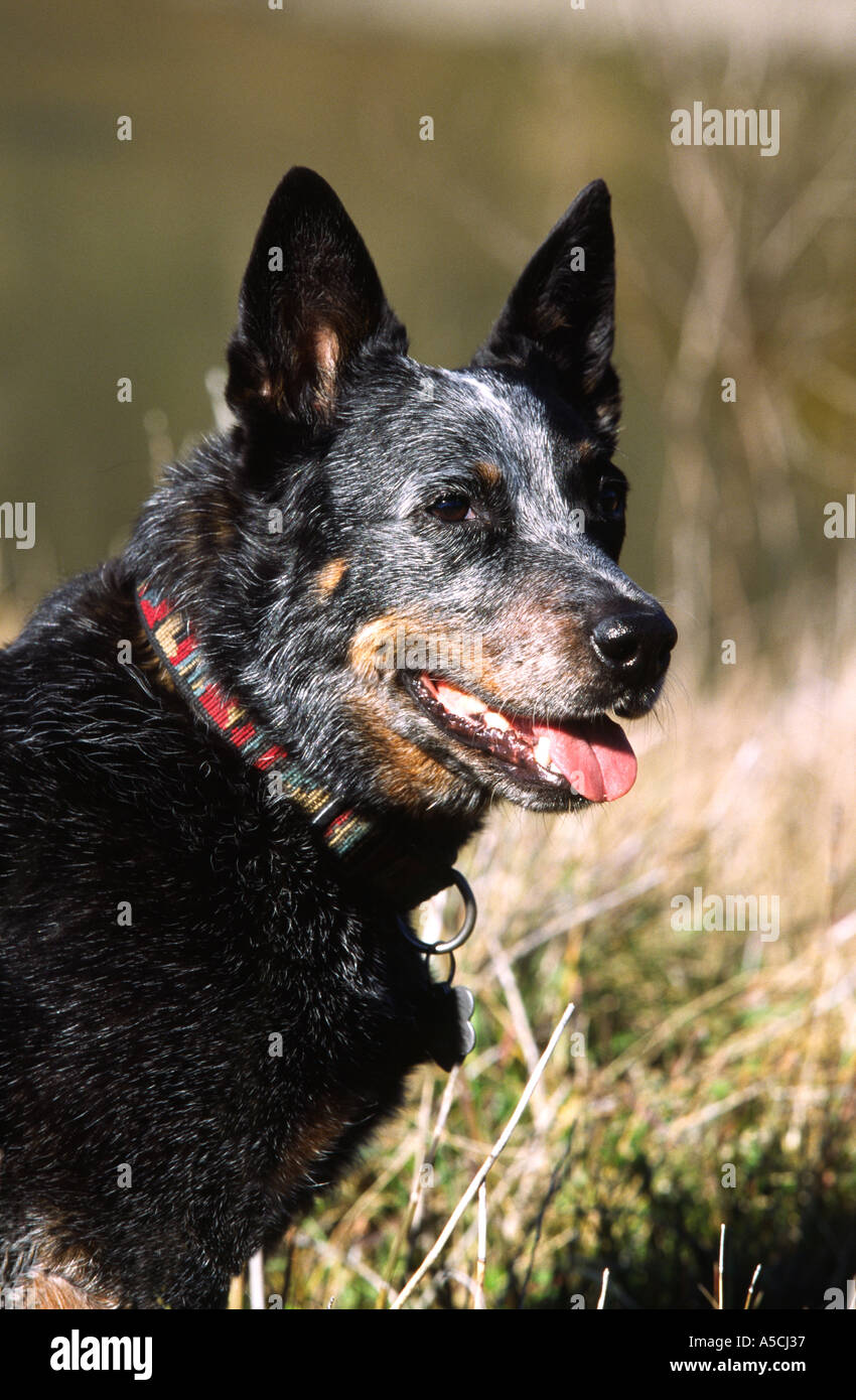 Queensland Blue Heeler Hund suchen alert Modellbild veröffentlicht Stockfoto