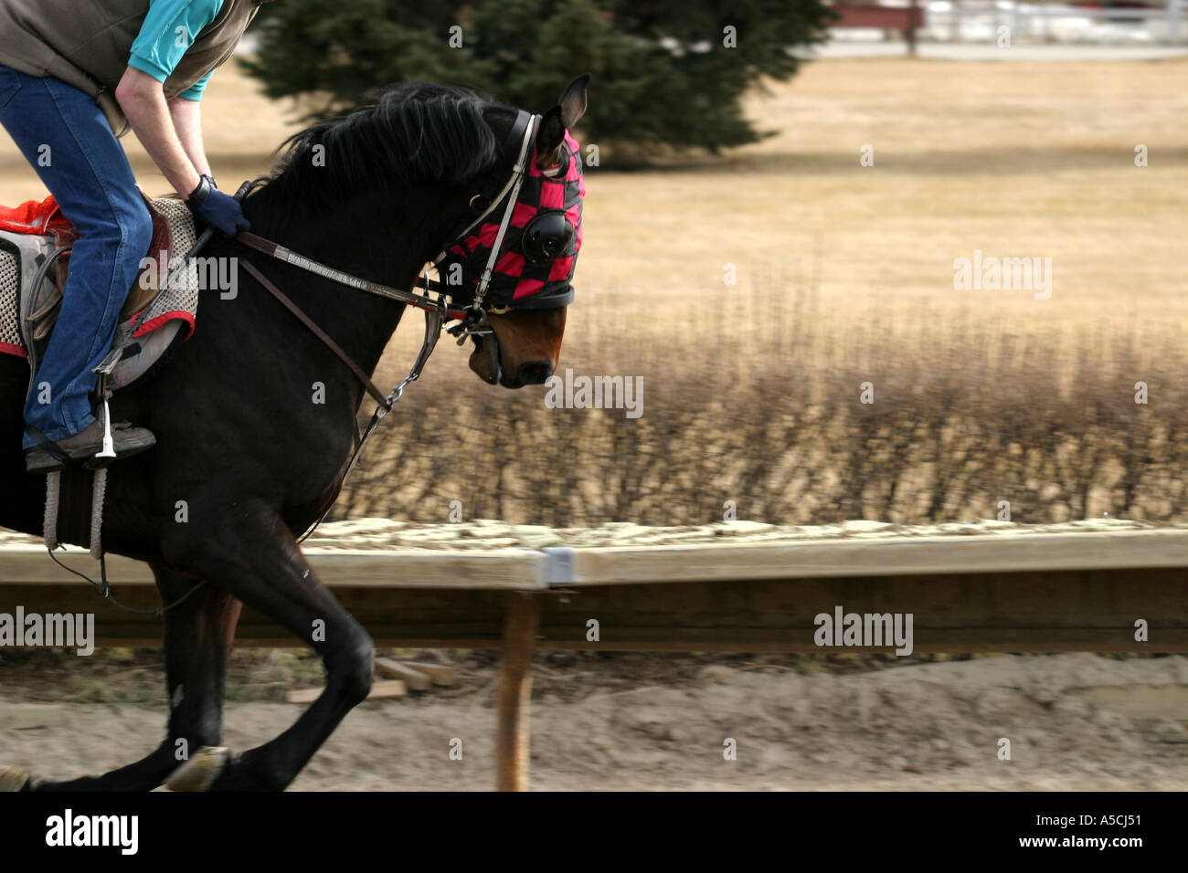 Die Pferde Pferde THOROUGHBRED RACING Calgary Alberta Kanada Ausübung Stockfoto