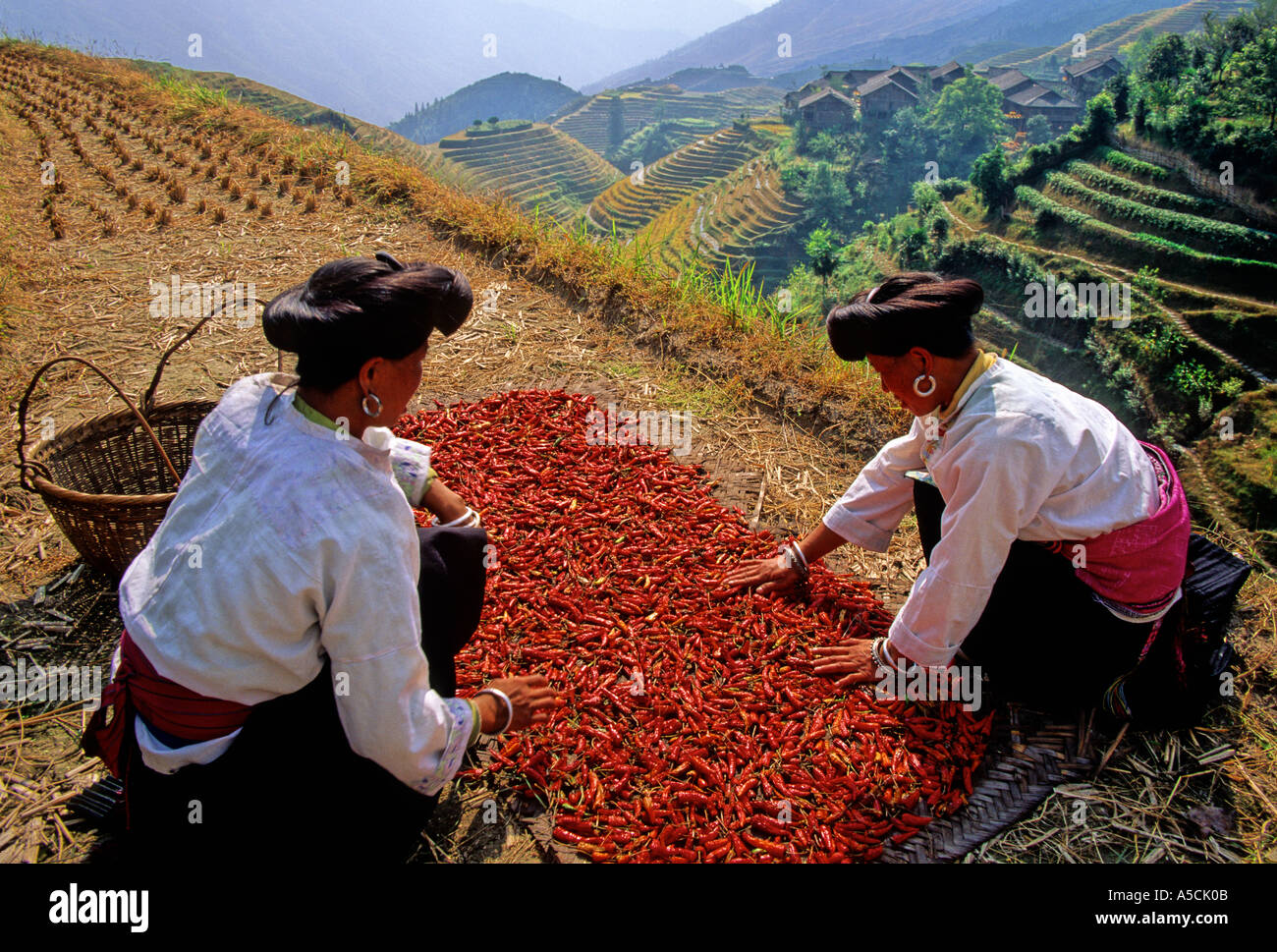 Red Yao Nationalität Frauen Trocknen Paprika bei Longsheng County Longji Reisterrassen und Ping eine Dorf im Hintergrund Stockfoto