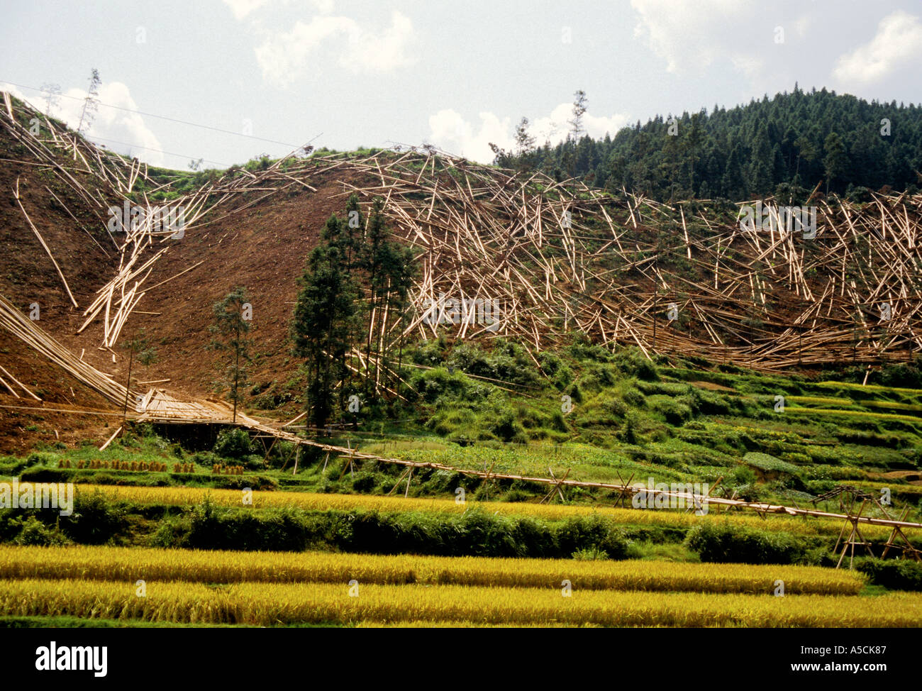 Südöstlichen Guizhou China anmeldet Hügel, die von Bäumen abgestreift worden ist, die zum Markt transportiert werden Stockfoto