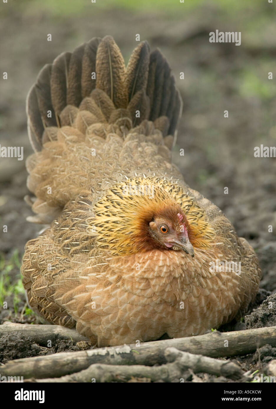 Dschungel Geflügel Gallus gallus Stockfoto