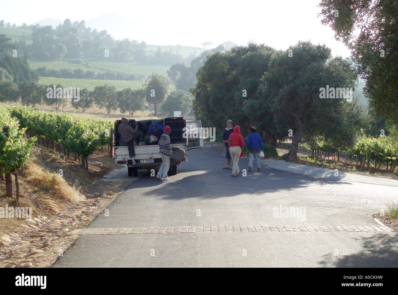 Ankunft für Arbeit, Devon Valley, Stellenbosch, Südafrika Stockfoto