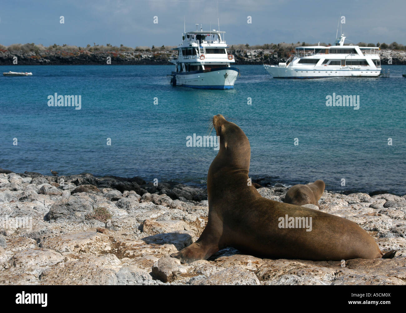 Galapagos-Seelöwe (Zalophus Californianus Wollebacki) auf der Insel South Plaza (Plaza Sur) auf den Galapagos-Inseln, Ecuador Stockfoto