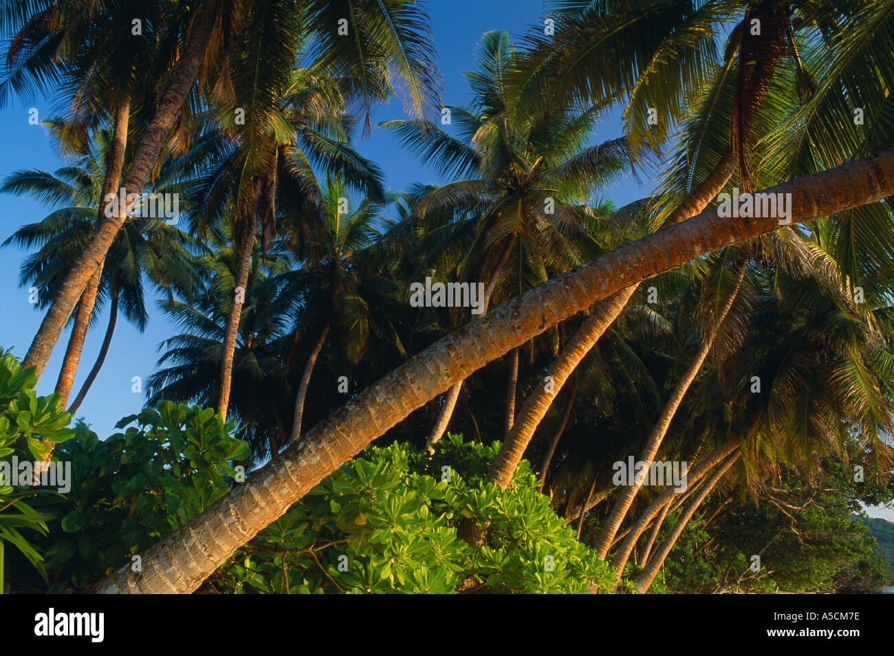 Palmen am Strand Anse Royale La Digue Seychellen Stockfoto