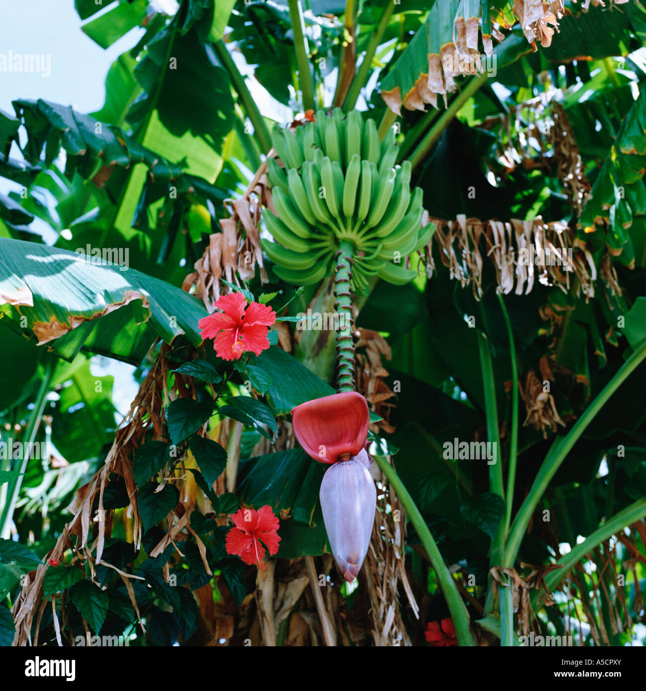 Tropischen Banane Palme mit Blume, Bananen und