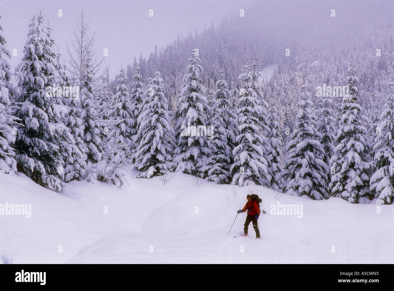 Hinterland Langläuferin, Pemberton BC Stockfoto