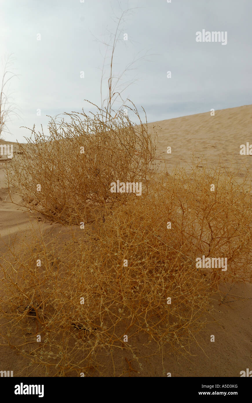 Tumbleweed Pflanzen in Monahans Sandhills Dünen in West-Texas Stockfoto