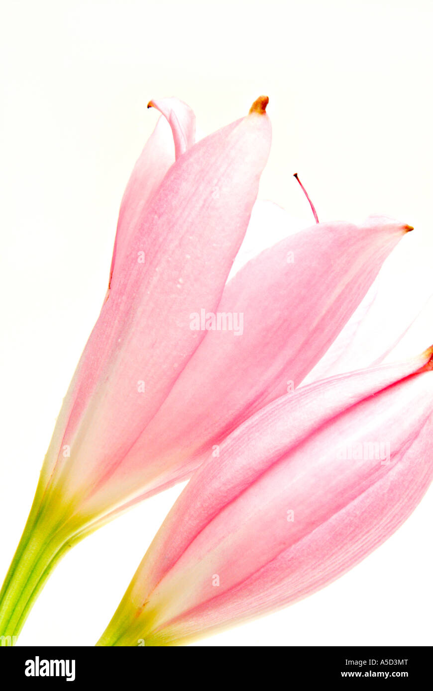 Zwei rosa Lilien Seitenansicht, studio Stockfoto