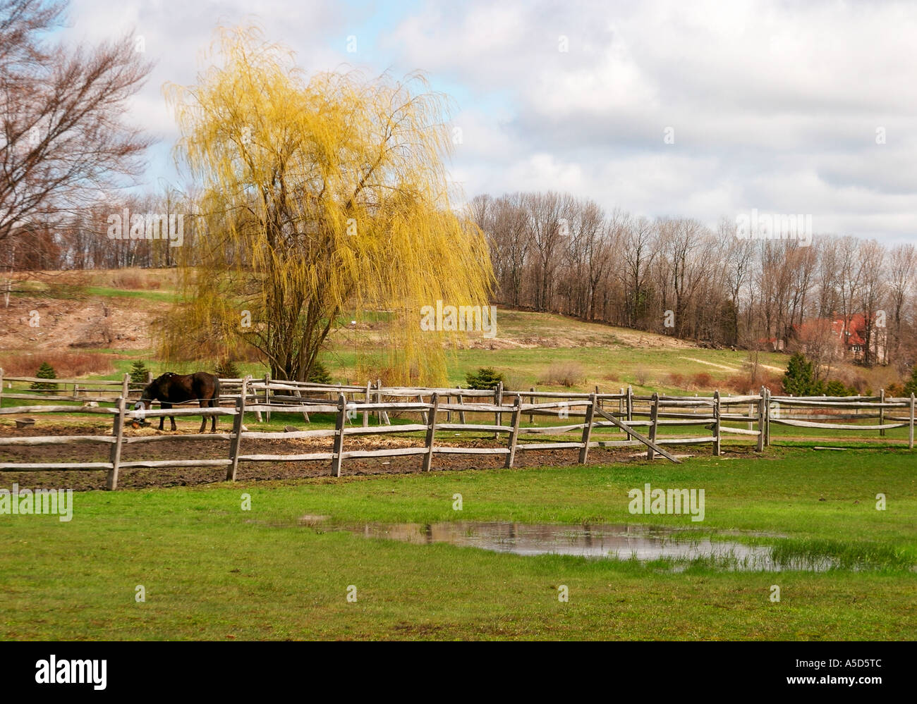 Pferde grasen im zeitigen Frühjahr Stockfoto