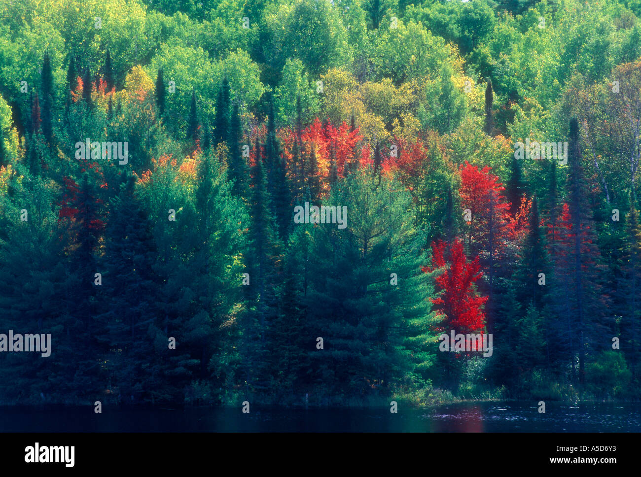 Fichten, Kiefern und Roter Ahorn am Rand von Colton See Laurentian Berge Ontario, Kanada Stockfoto