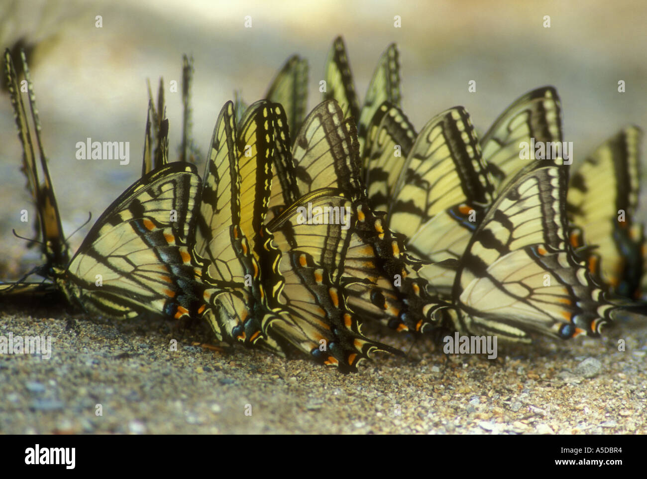 Tiger Schwalbenschwanz (Papilio spp.) Puddling Schmetterlinge zu Mineralien am Rande von Asphalt, Great Smoky Mountains National Park, Tennessee angezogen Stockfoto