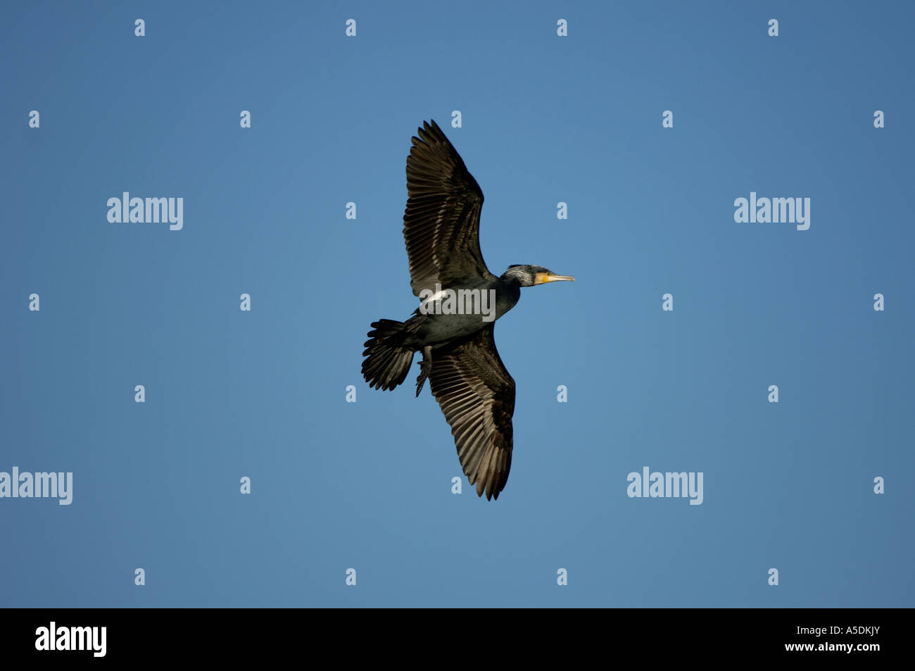 Kormoran Phalacrocorax Carbo im Flug Hertfordshire UK Stockfoto