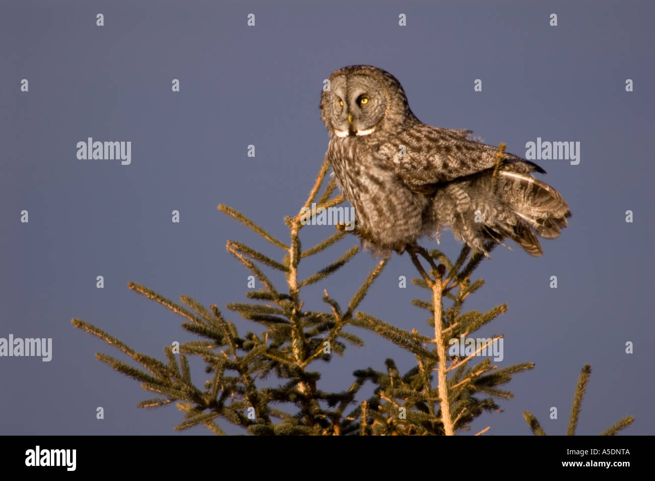 Große graue Eule (Strix Nebulosa) Winter Migrant aus borealen Wald zyklischen Einbruch, krachenden Wiese Wühlmaus Versorgung zu folgen Stockfoto