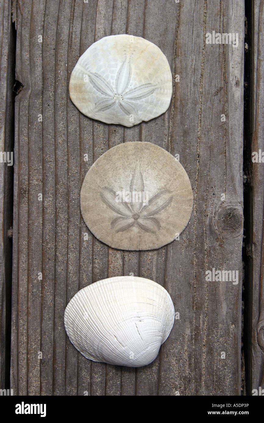 Eine Herzmuschel-Shell und zwei Sand-Dollars auf Holz Stockfoto