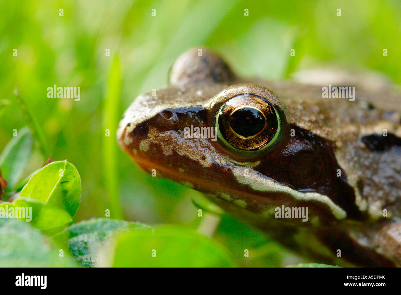 Grasfrosch, Rana Temporaria, auf der Wiese im Garten Stockfoto