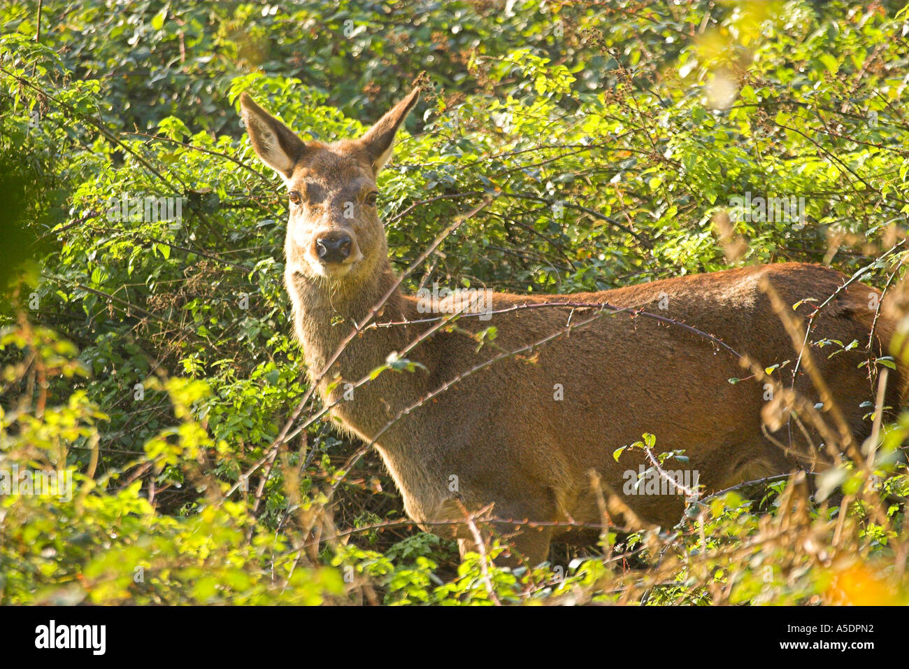 Rothirsch Cervus Elaphus Vegetation Stockfoto